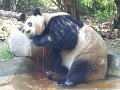 Pandas (058)